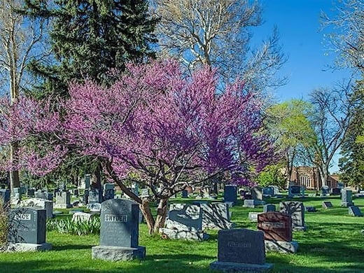 trees